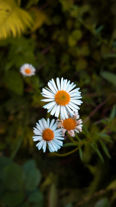 three white flowers with orange centers and green stems