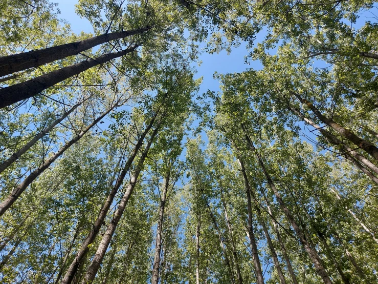 looking up in a tree with trees all around