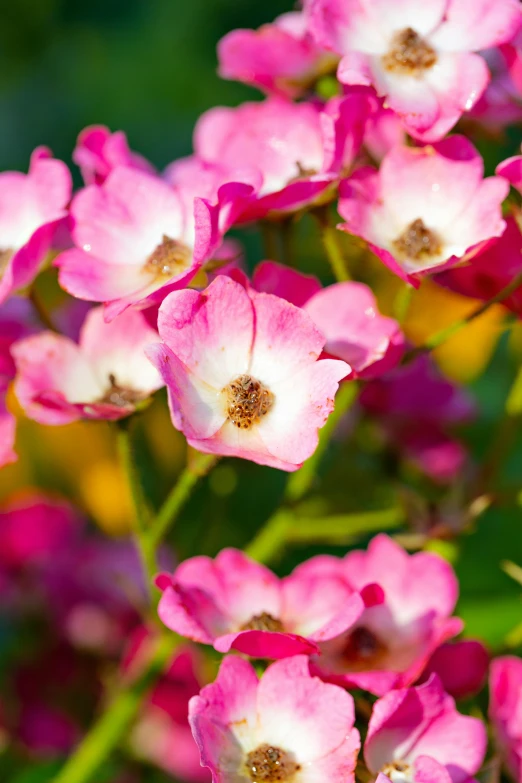 pink flowers with yellow tips on them sit outside