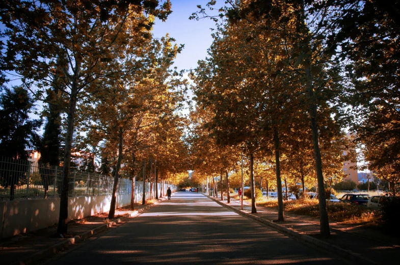 the trees are all turning colors along the sidewalk