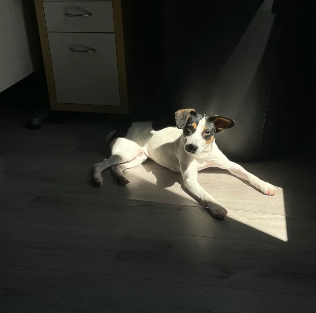 a dog laying on a mat in the middle of a room