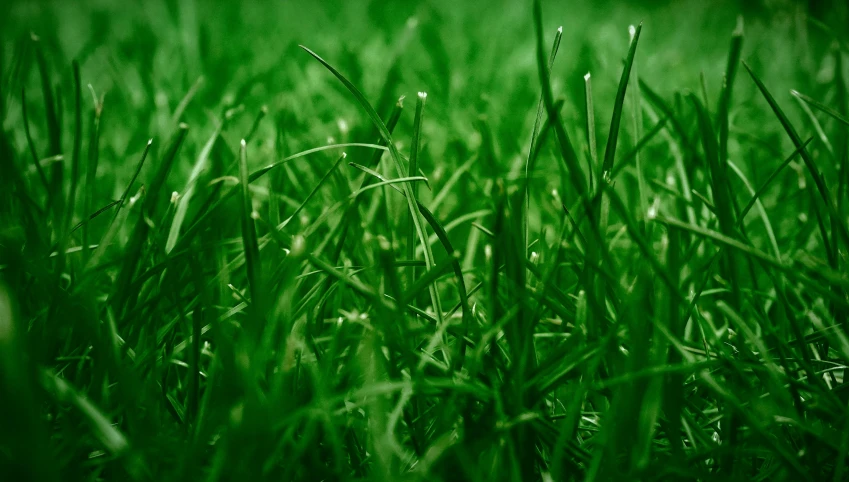 green grass with droplets of rain