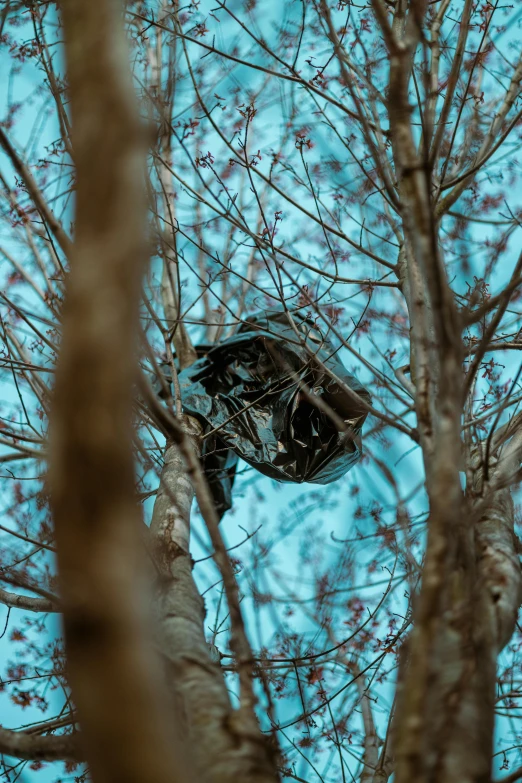 a small black object on top of a tree nch