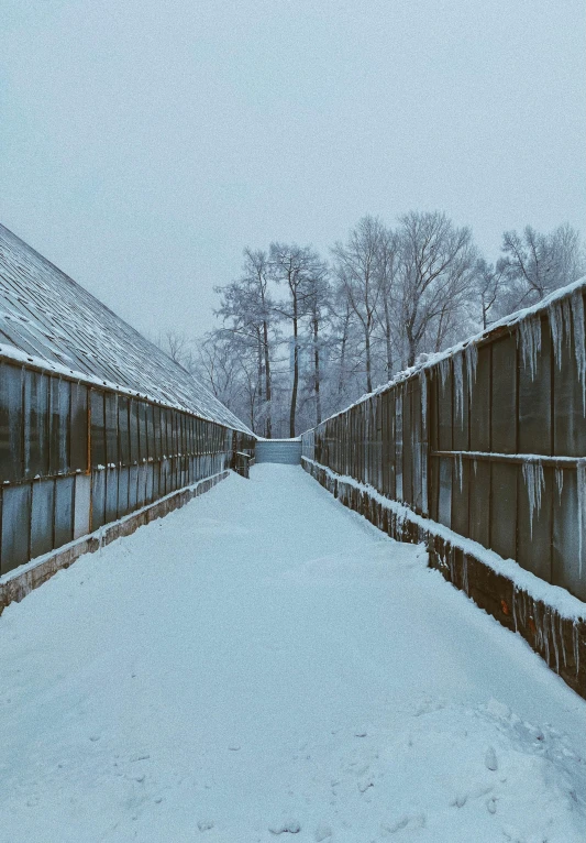 long pathway with trees and benches covered in snow