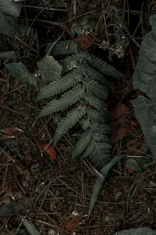 a closeup view of a fern on the ground