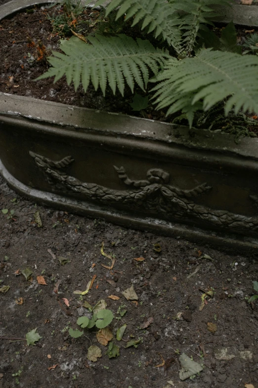 a bench near a fern plant sitting on dirt