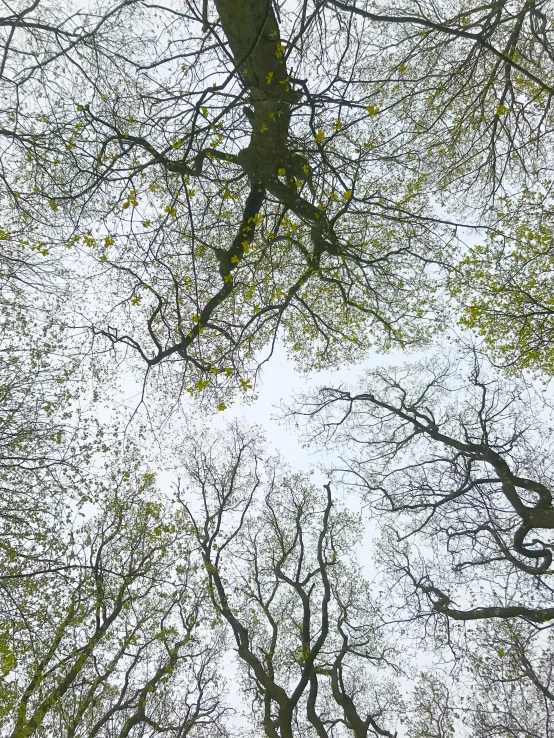 a tree canopy with no leaves in autumn