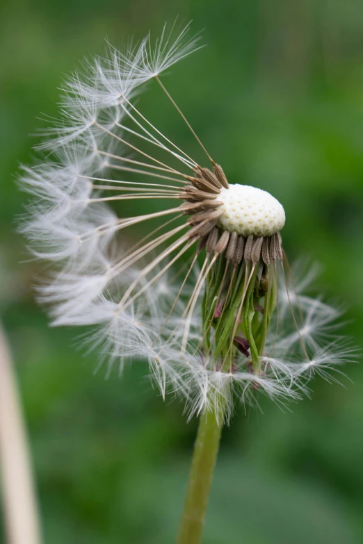 a dandelion that has been blown by the wind