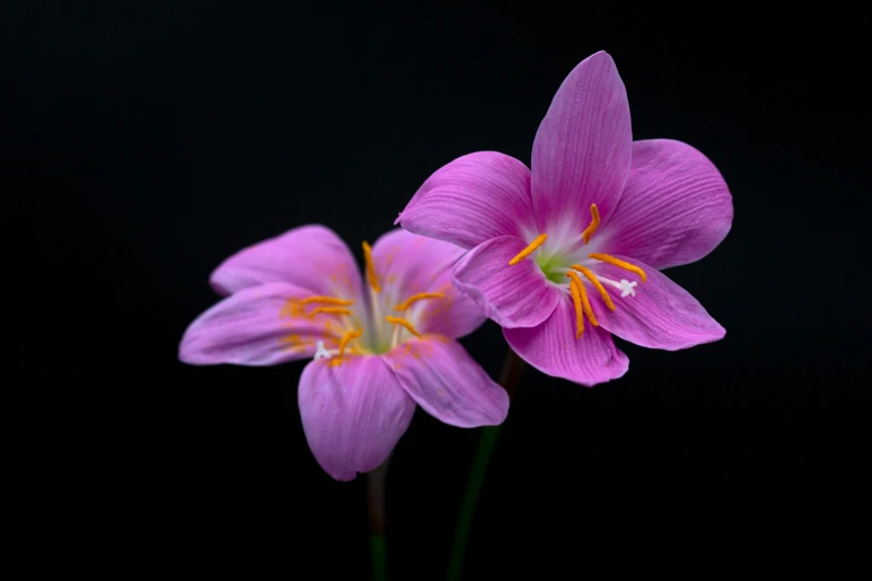 a pair of pink flowers in a vase