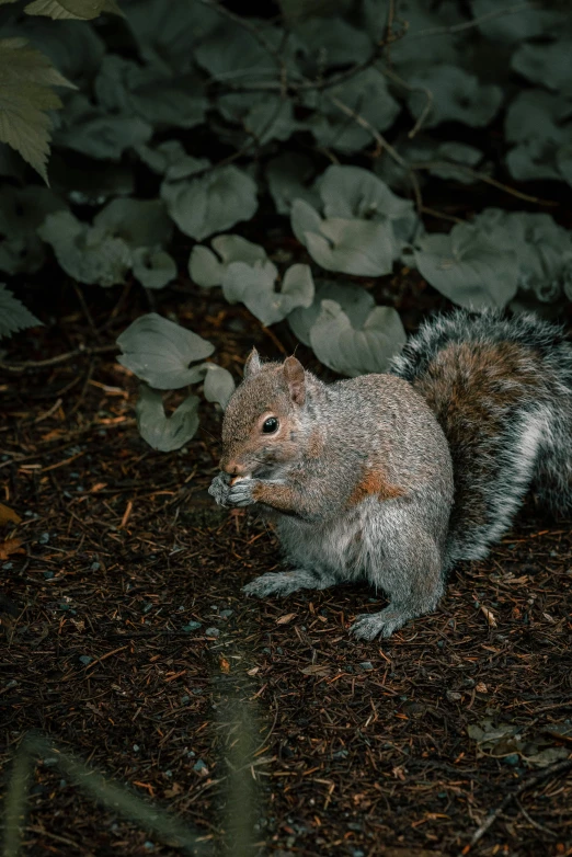 a squirrel is in the middle of an open ground