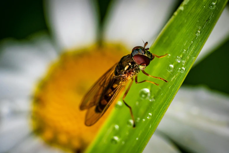 a fly is perched on the tip of a flower