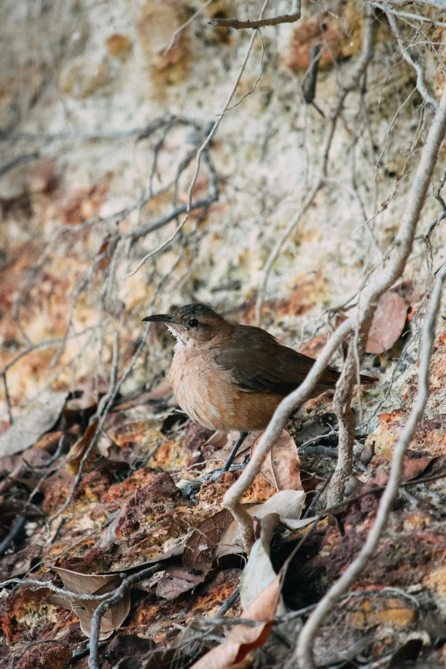 a small brown bird perched on the ground with bare nches