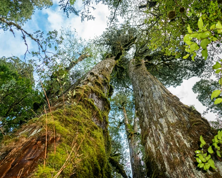 the view up at tall trees in a rainforest