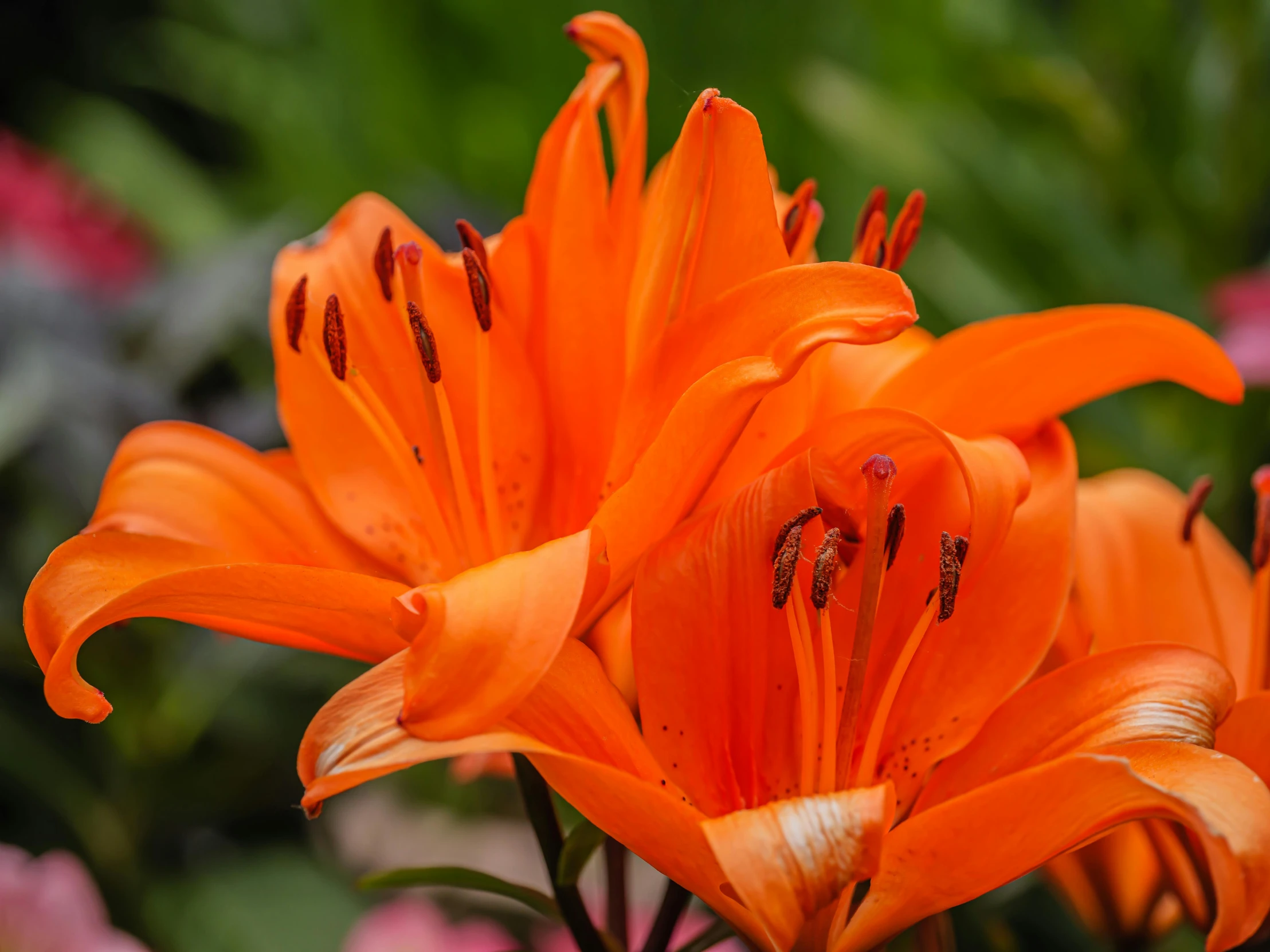 orange flowers are blooming in the garden