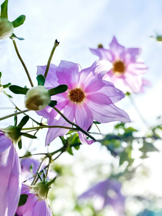 a bunch of flowers that are pink with white centers