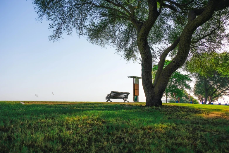 the park bench in front of a tree in front of a large body of water