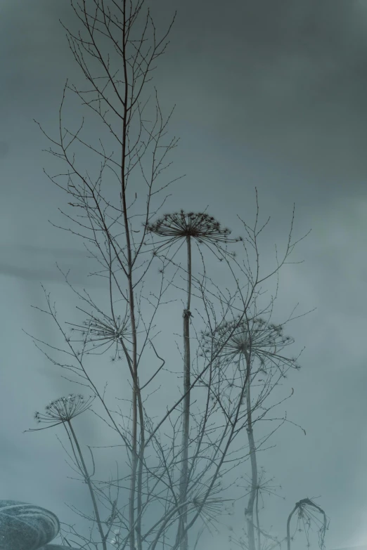 tree nches and umbrella standing tall in the rain