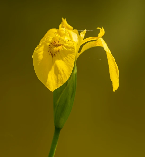 a single yellow flower bud with green leaves