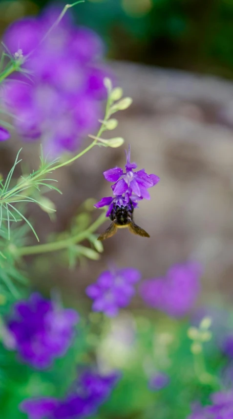 a flower in a yard near a rock