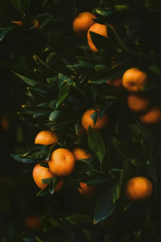 an image of citrus tree that looks quite ripe