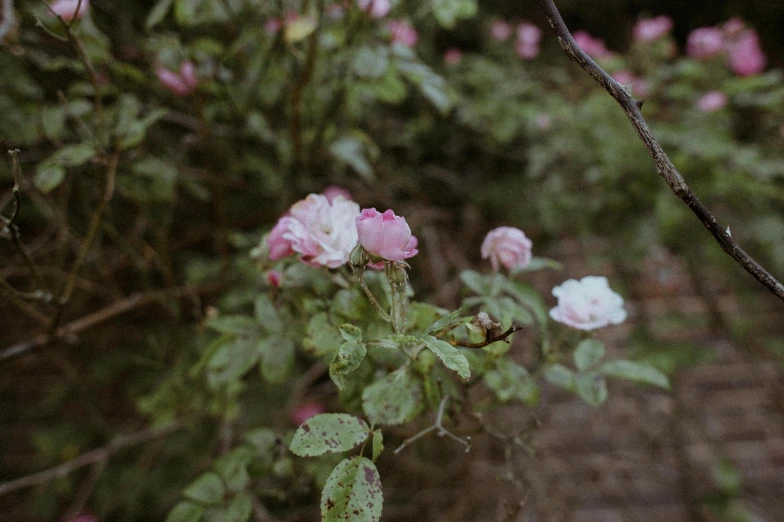 there are pink and white flowers with trees