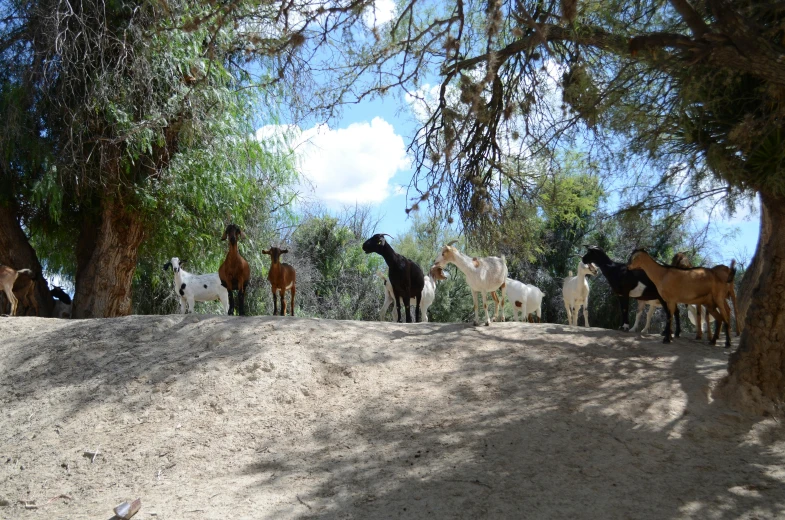 a herd of horses standing under a tree next to a dirt hill