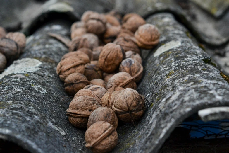 nuts are laying in the middle of a large piece of wood