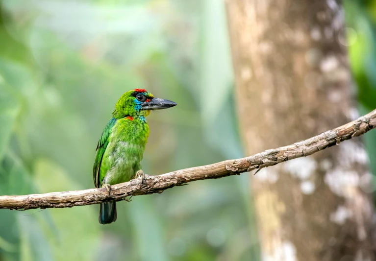 a bird with multi - colored feathers sits on a nch