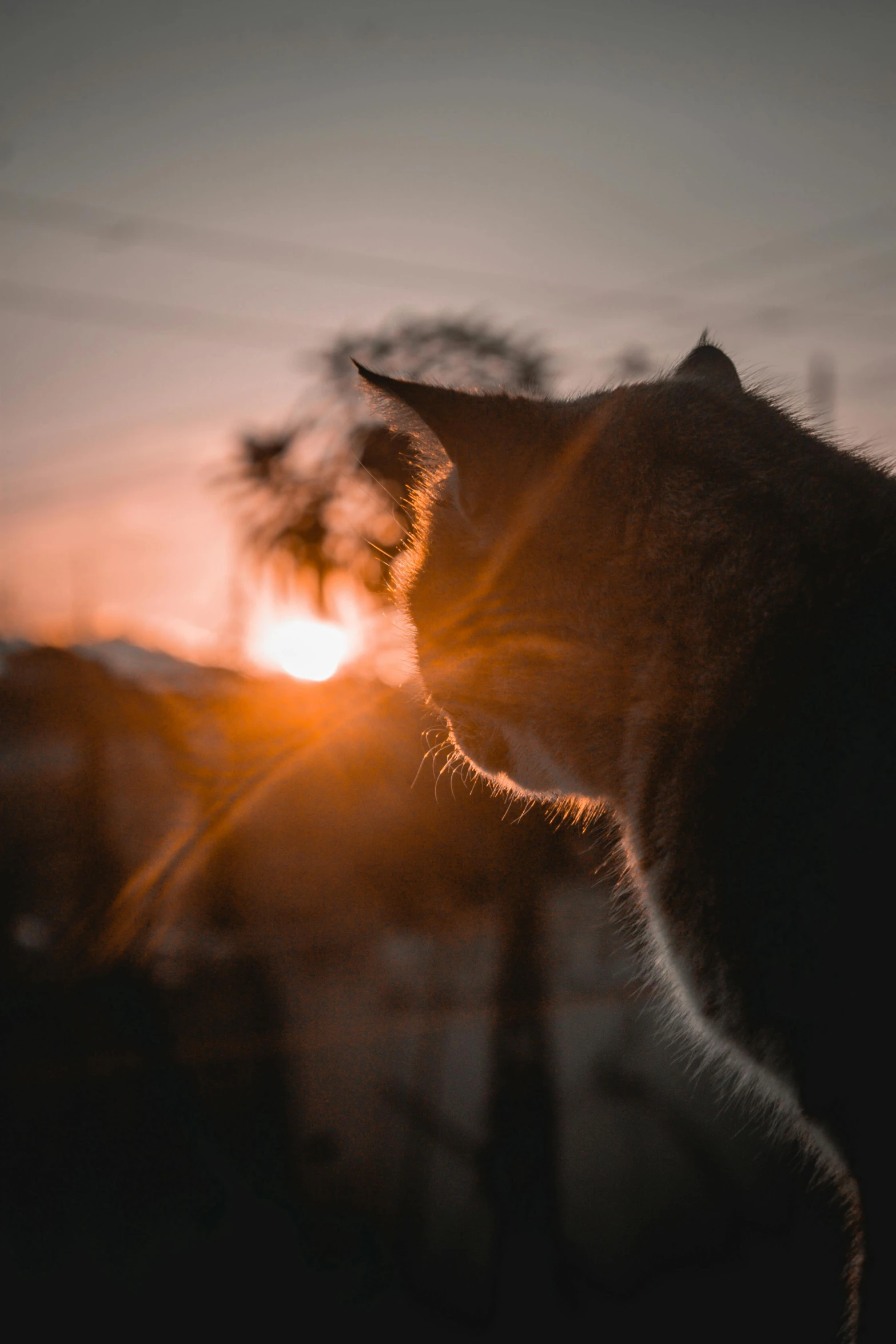 the back of a black cat looking towards the sunset