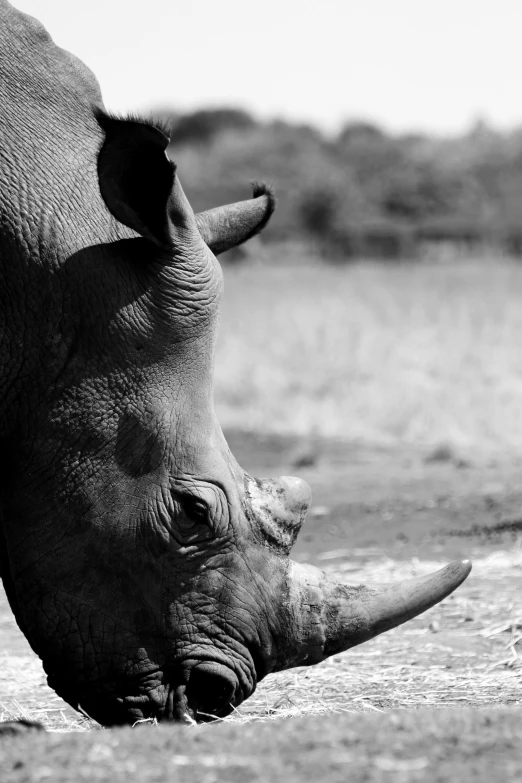 an elephant in a field with it's head down