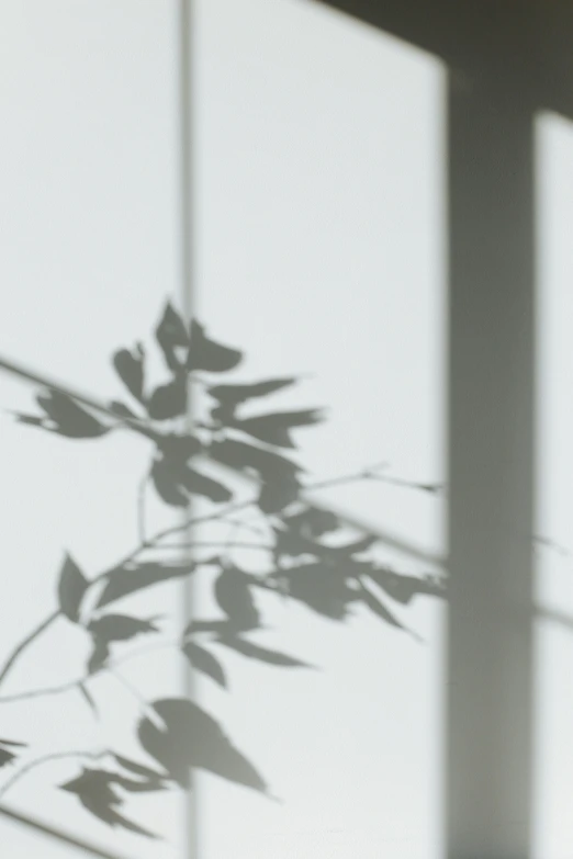 leaves are casting shadows on a white wall