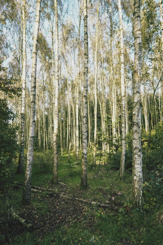 several tall trees stand on a forest floor