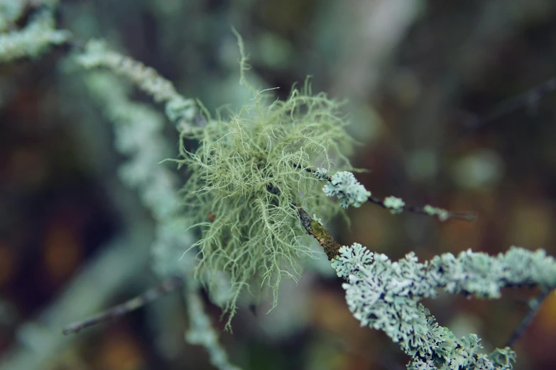 a close up of an evergreen tree with many needles