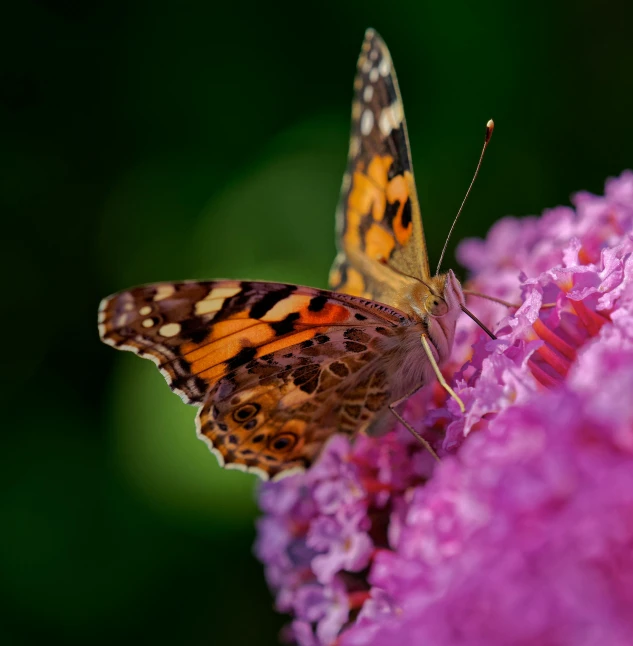 a erfly on a flower that is close up