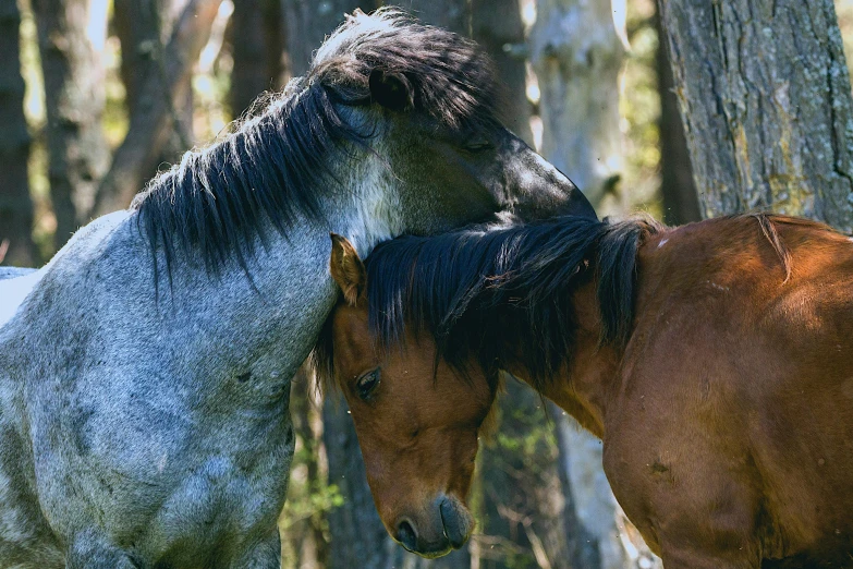 two horses are in the middle of the woods