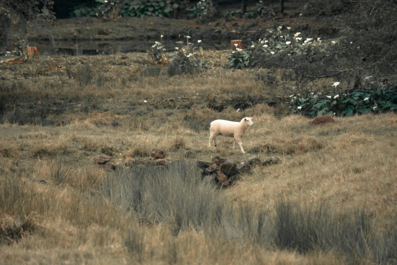 a lone sheep in a field looking at the camera