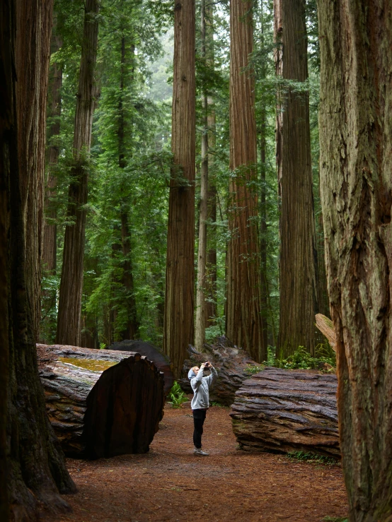 the person takes a po of a large, flat tree stump