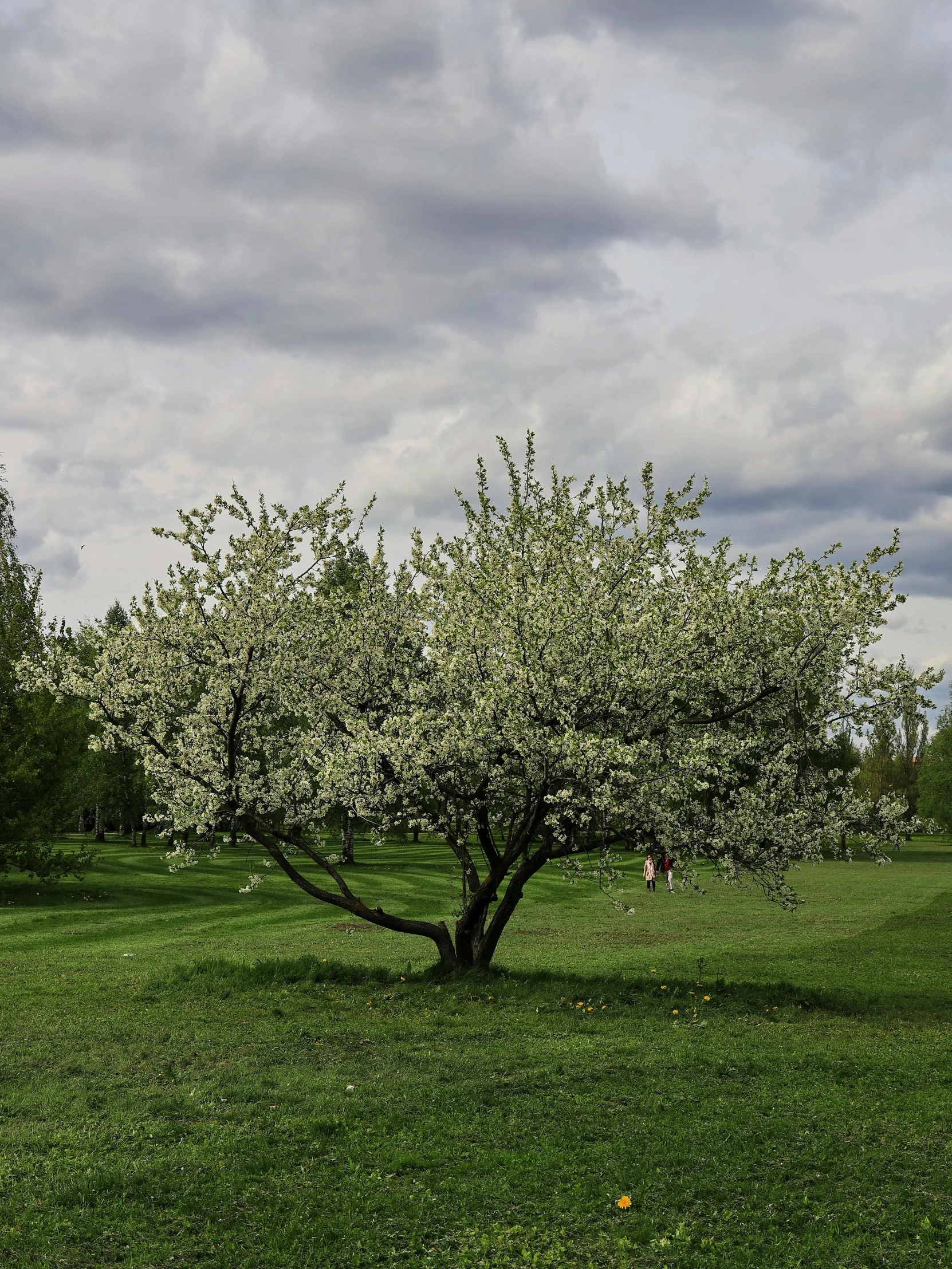 a flowering apple tree in a grassy area