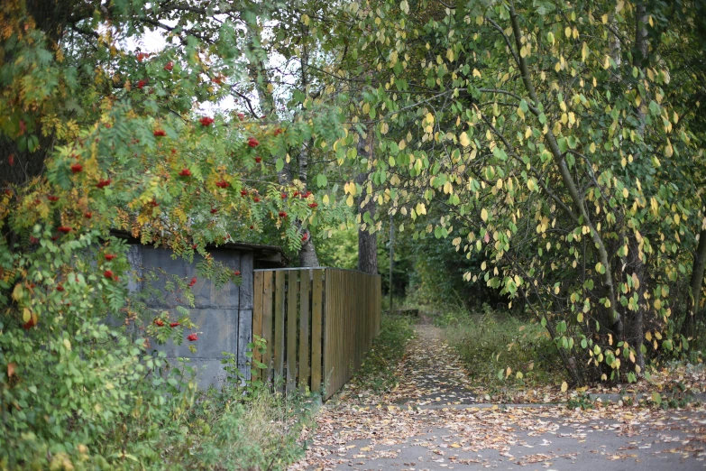 there is a gate in the park that opens up to a path