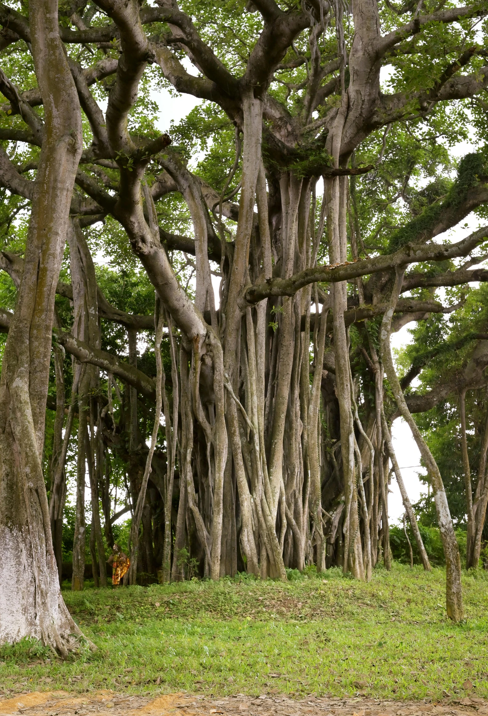 many trees in the woods with very tall trunks