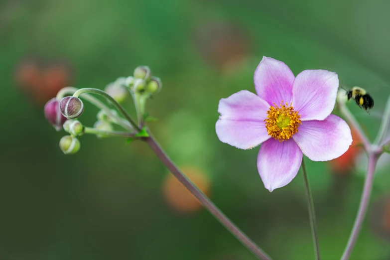 this is a beautiful pink flower with a bee on it