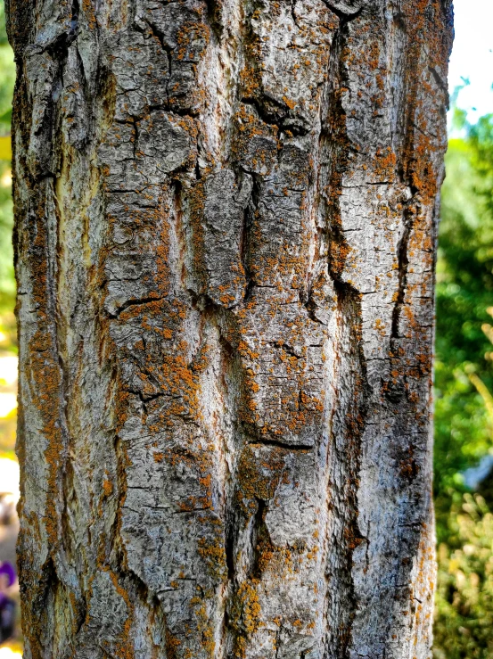 a tree is standing next to some trees