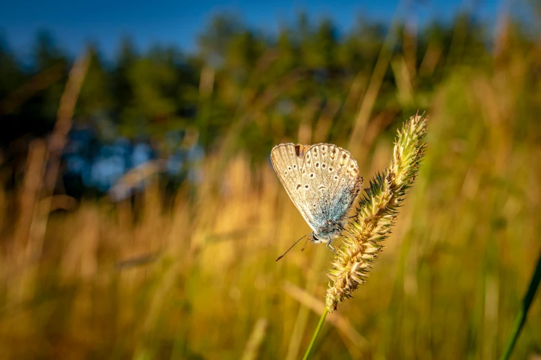 the small moth is sitting on a plant