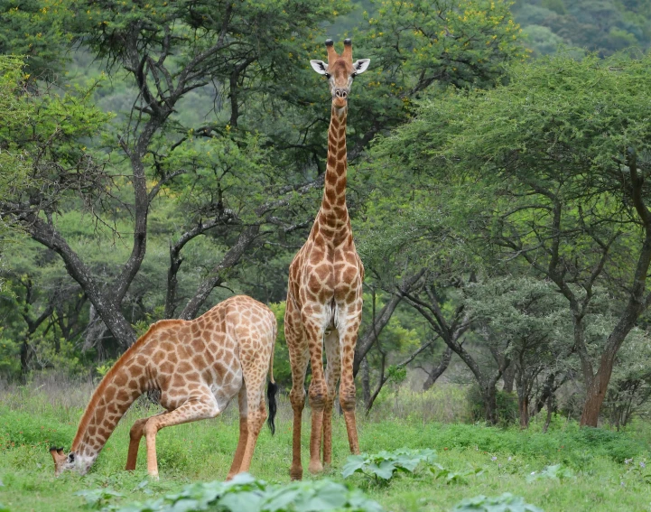 two giraffes in the green woods by some trees