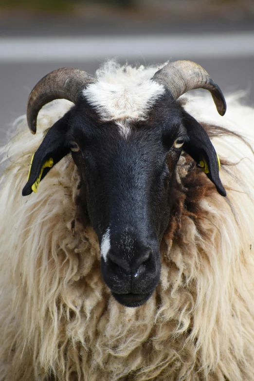 a sheep with large black horns and white wool