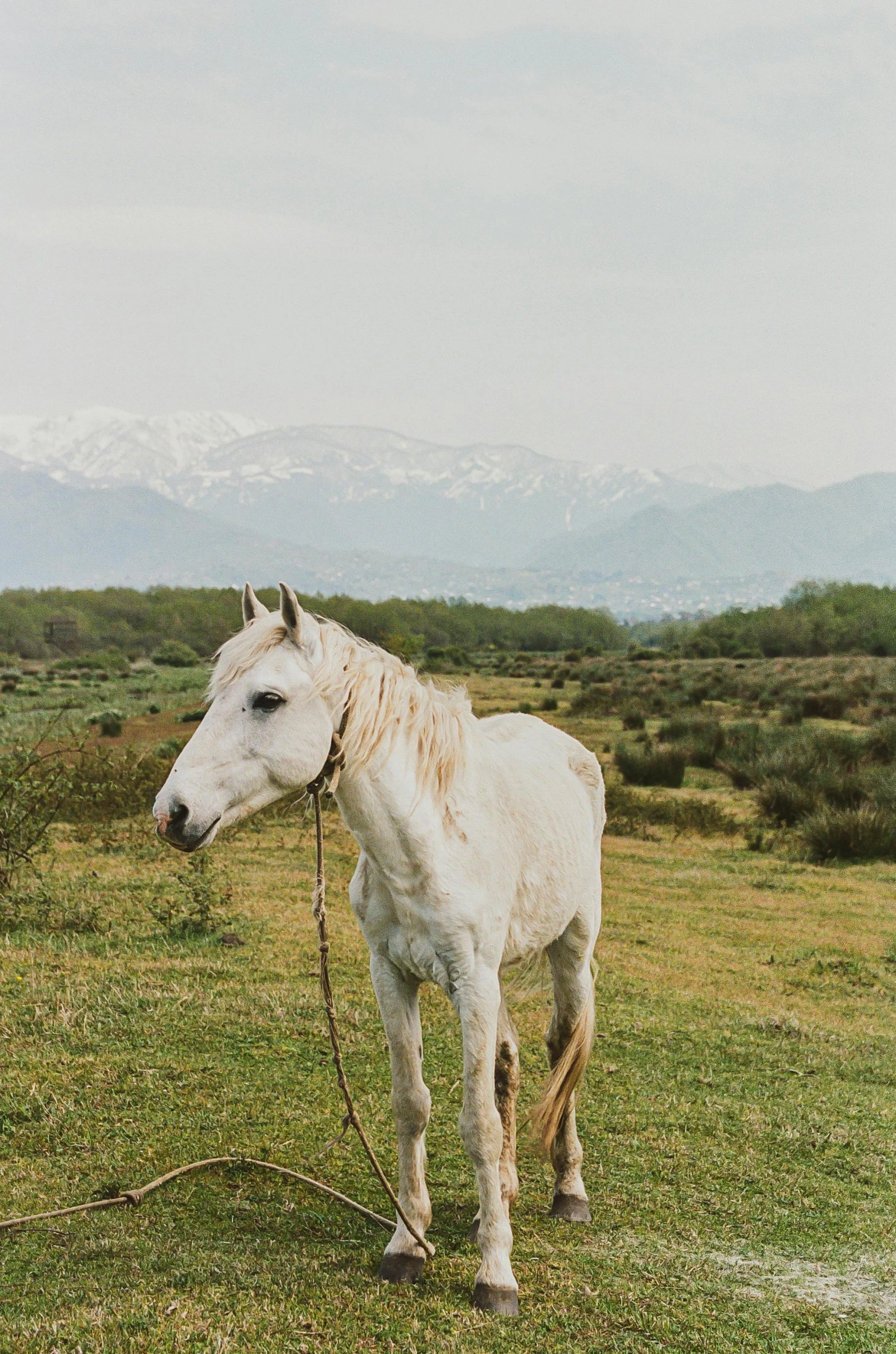 a horse with brown and white mane and a reins