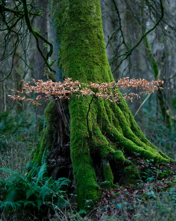 a mossy tree that is in the woods