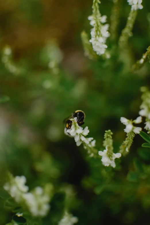 a bee on some very white flowers in the wild