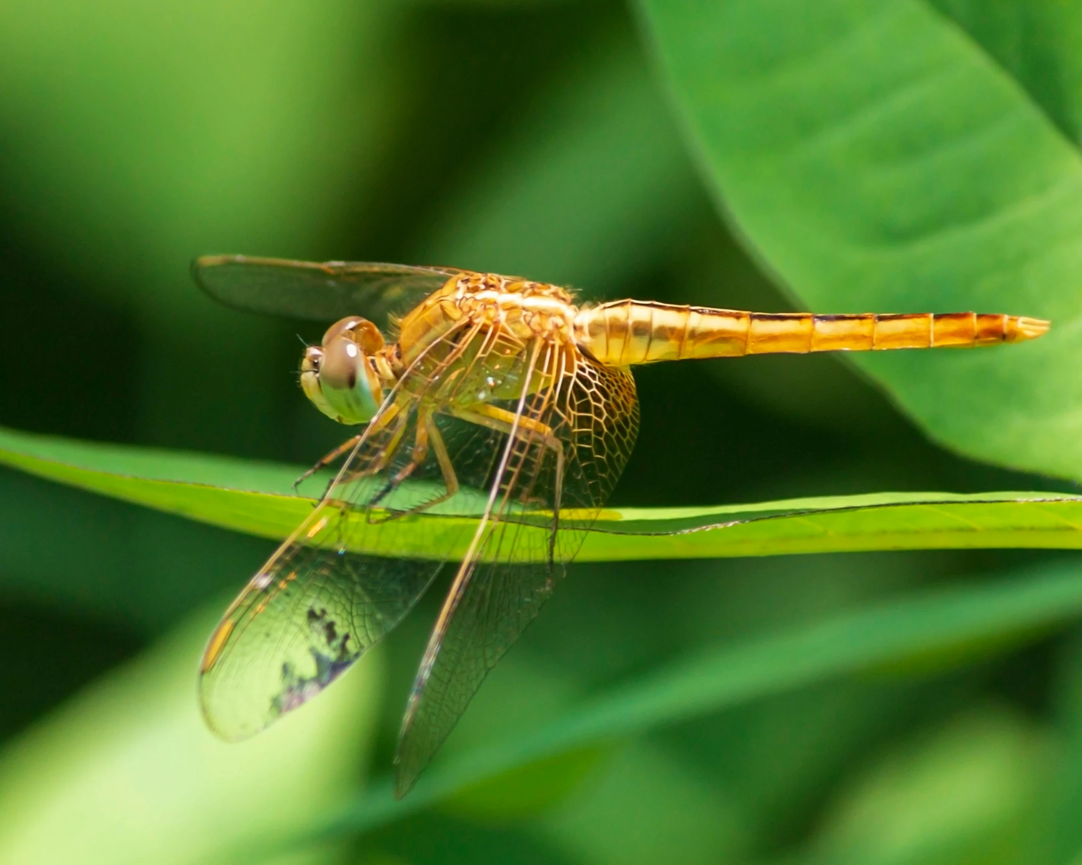 a yellow and black dragon fly sitting on top of a green plant