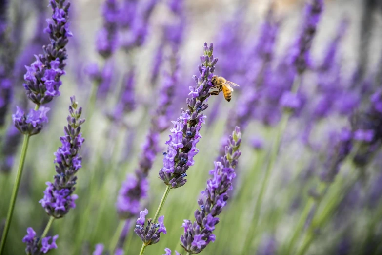 a field of lavenders with a bee hovering over it